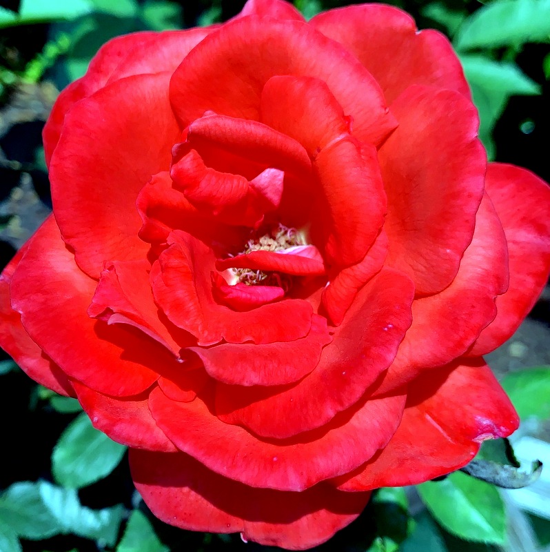Der Rosenzüchter